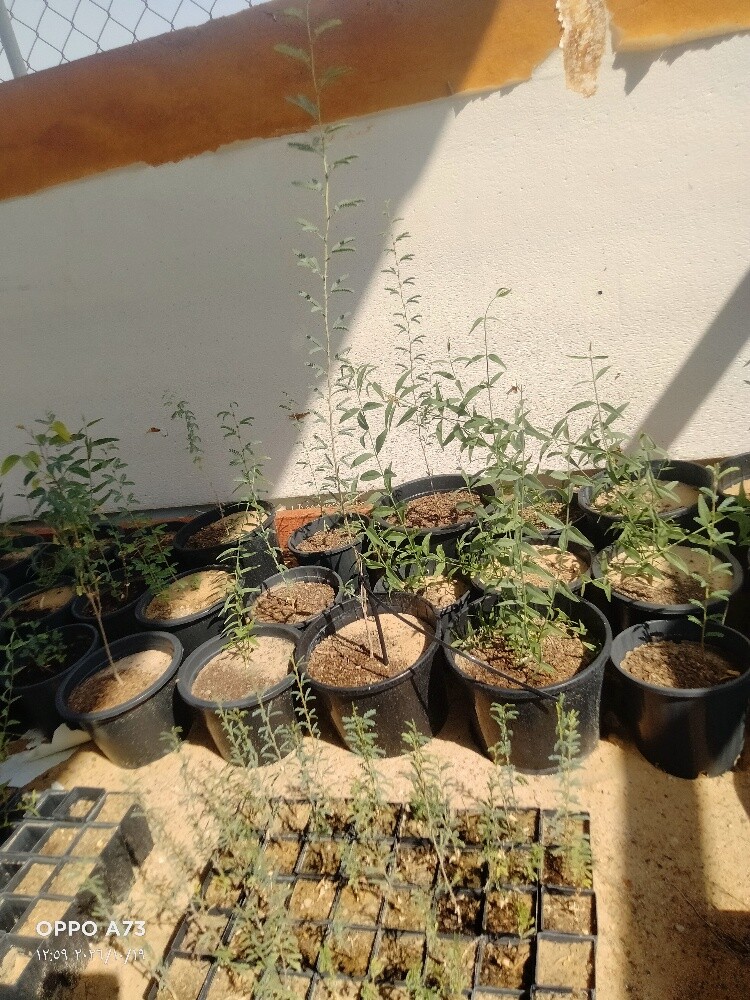 للبيع شتلات غاف - 3