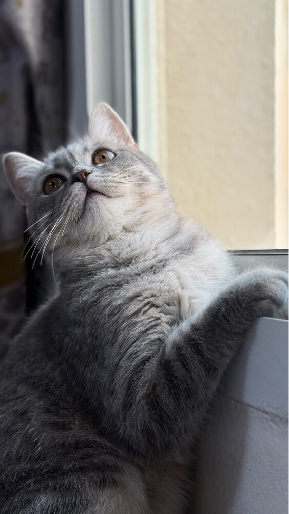 Cat for adoption - 1