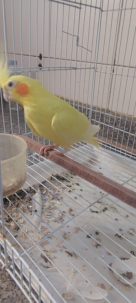 Female Cocktiel bird - 10