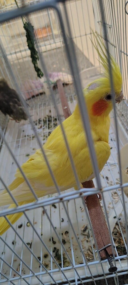 Female Cocktiel bird - 8