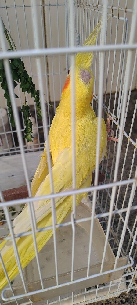 Female Cocktiel bird - 2