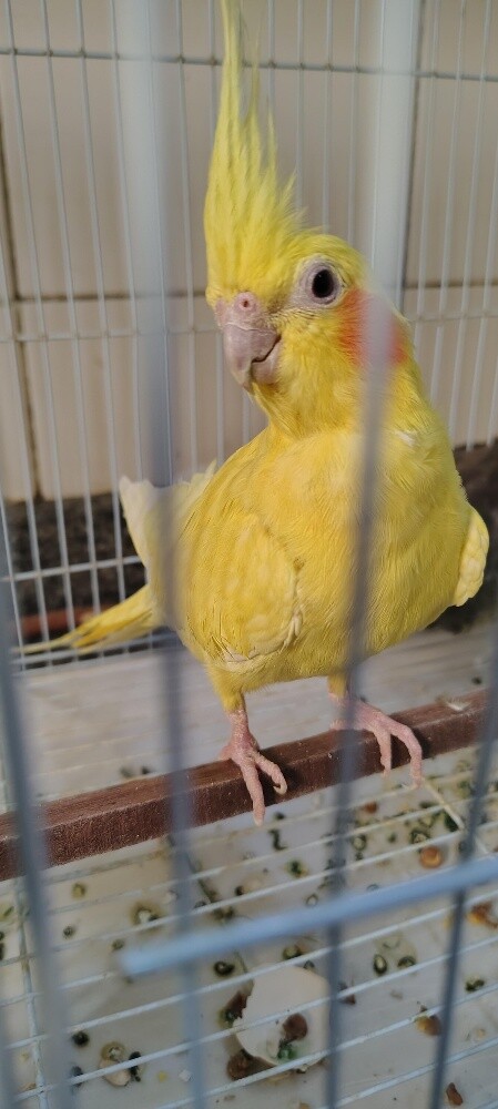 Female Cocktiel bird - 4
