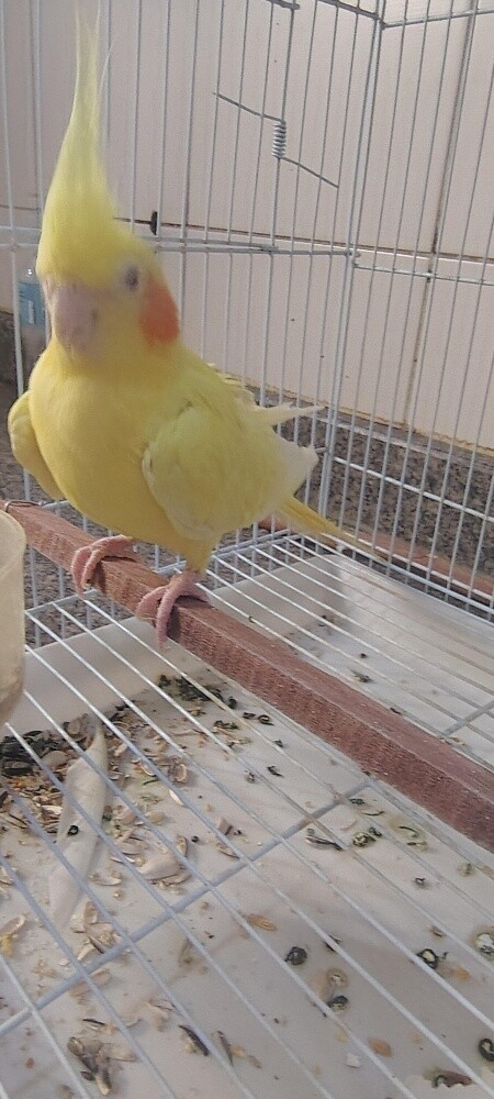 Female Cocktiel bird - 7