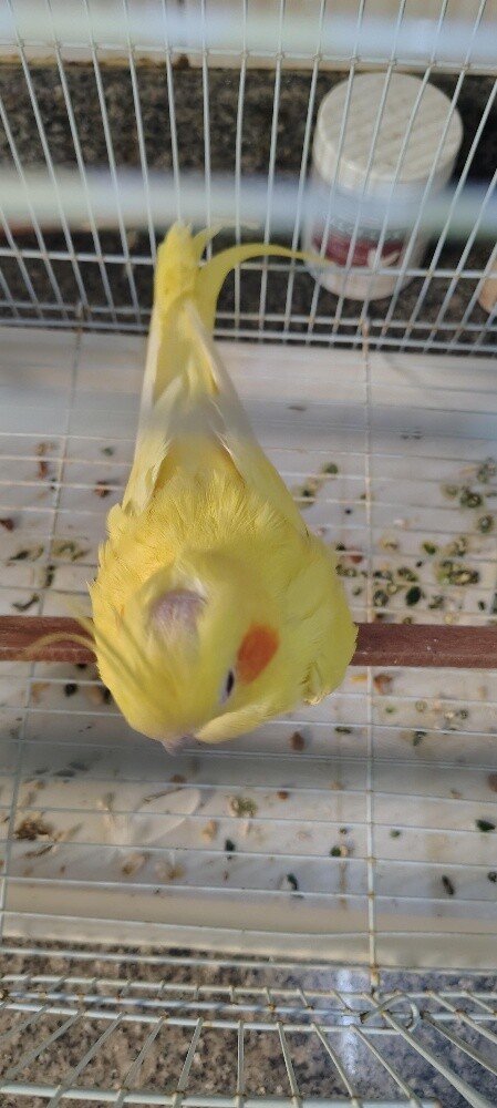 Female Cocktiel bird - 3