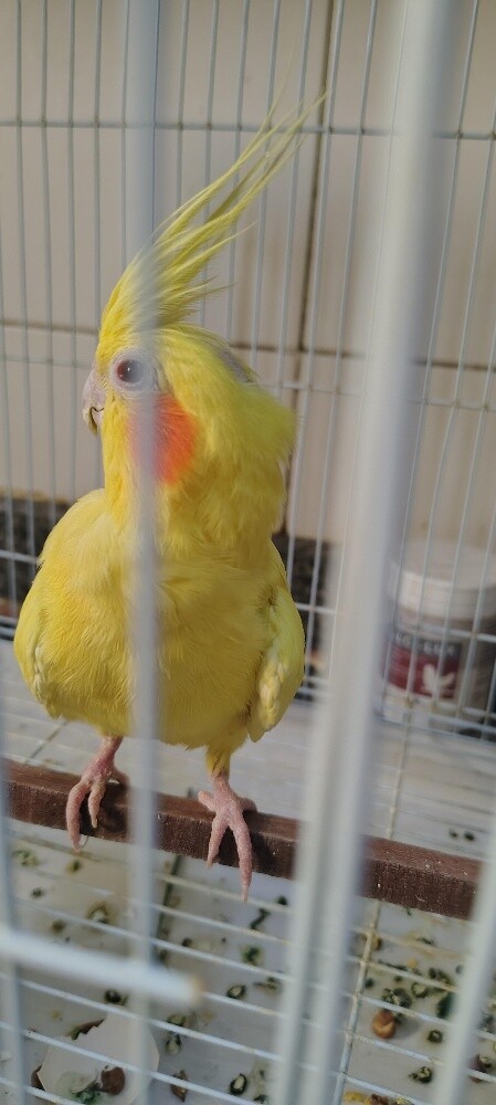 Female Cocktiel bird - 5