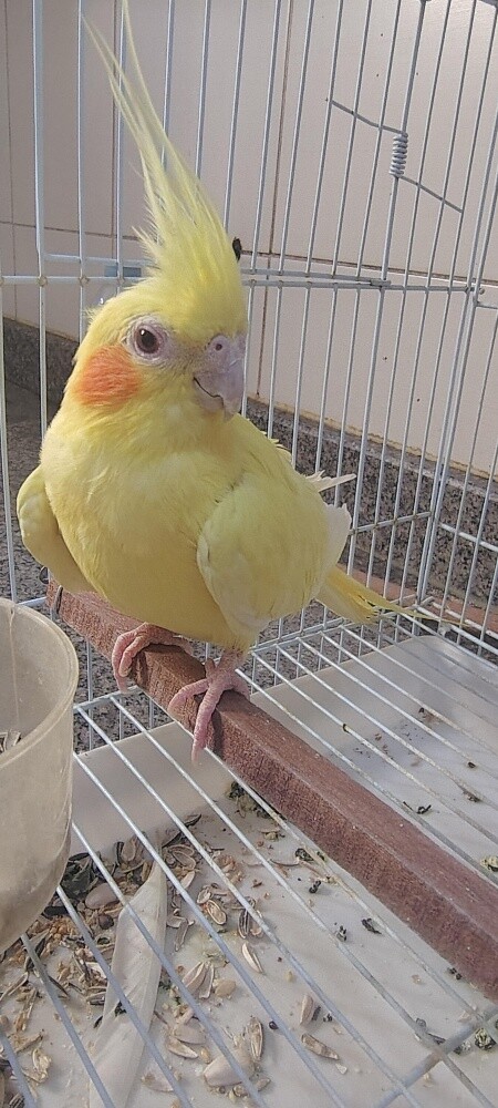 Female Cocktiel bird - 6