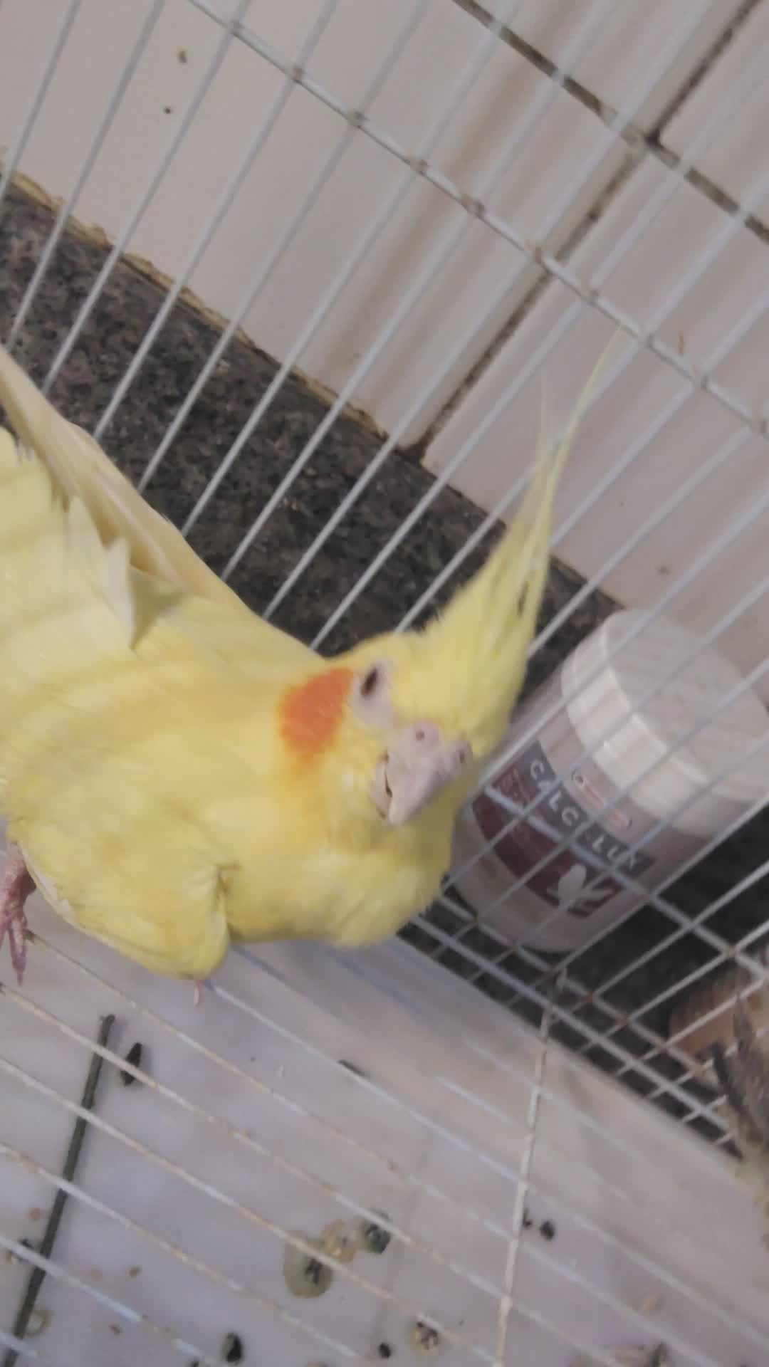Female Cocktiel bird - 11