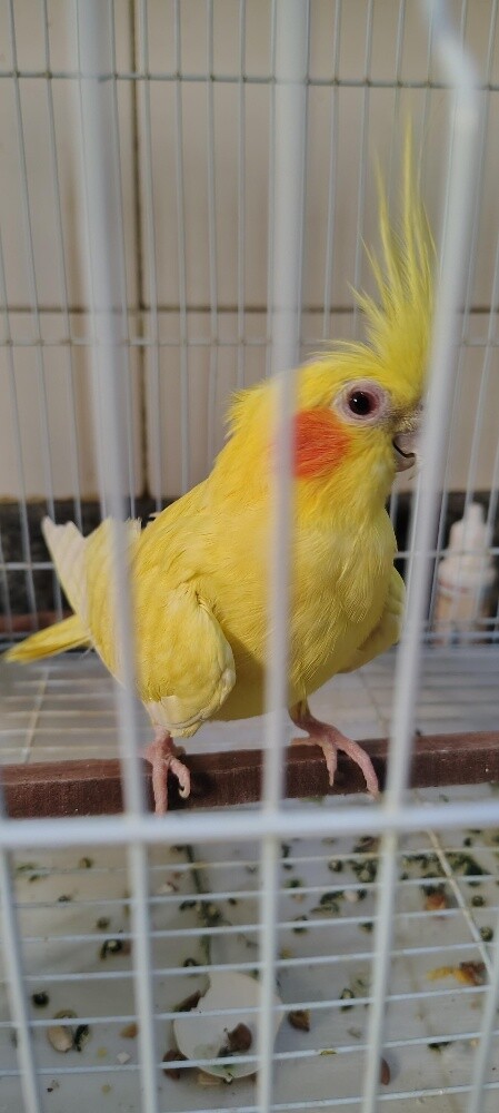 Female Cocktiel bird - 1