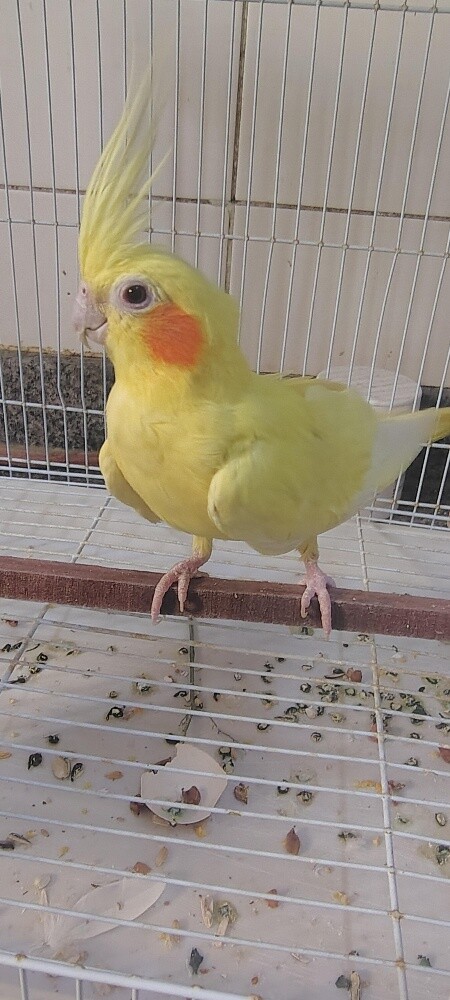 Female Cocktiel bird - 9