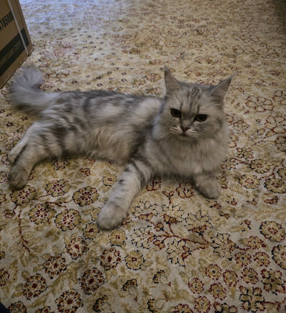 Turkey Parsian - 2