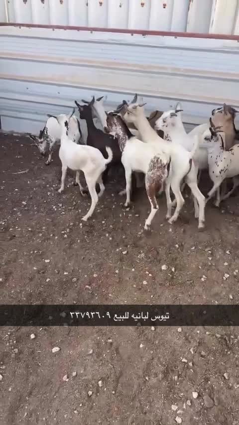 تيوس لبانيه يوجد ذبح وتوصيل  - 1