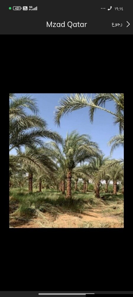 تنظيف النخيل - 1