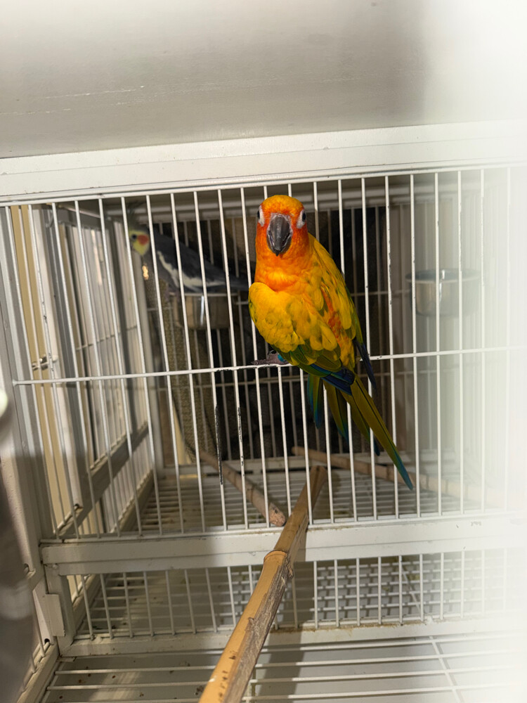 parrot  - 2