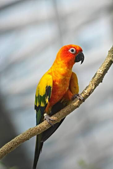 parrot  - 1