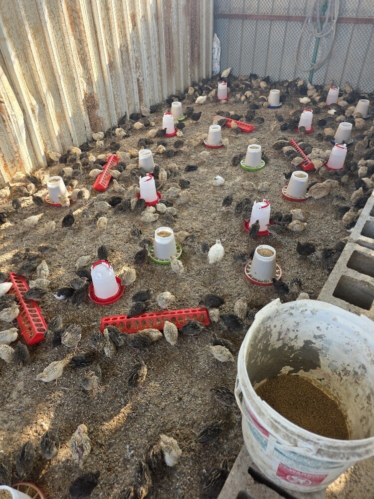 Local Baladi Chicks – Quail – Quail - 8