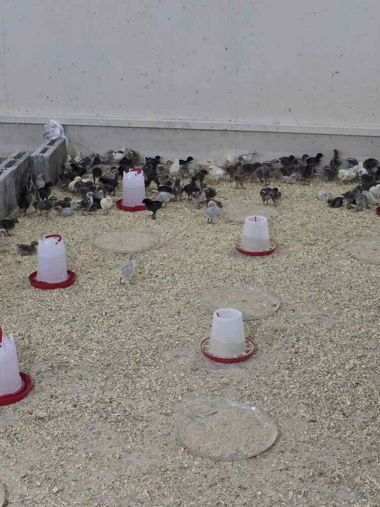 Local Baladi Chicks – Quail – Quail - 5