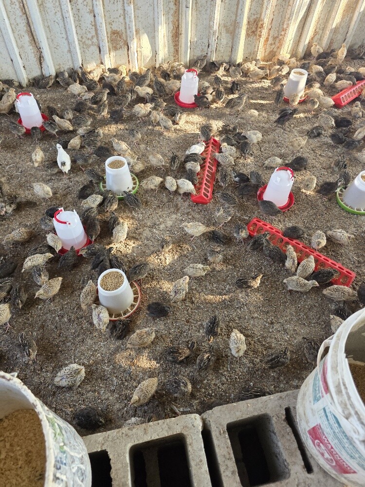 Local Baladi Chicks – Quail – Quail - 7