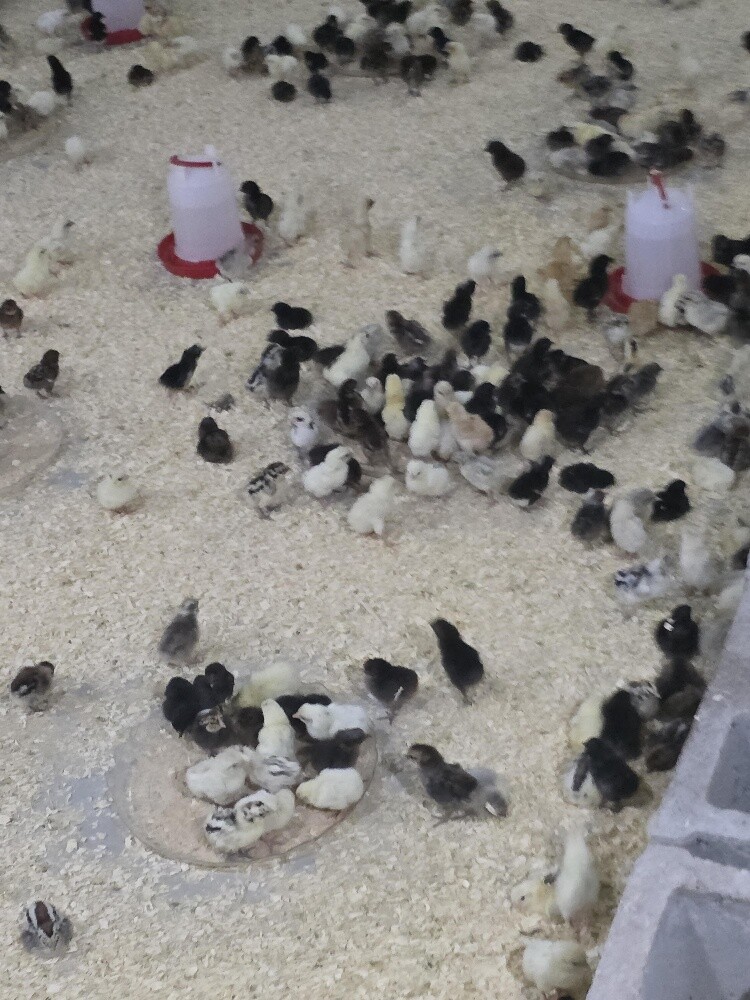 Local Baladi Chicks – Quail – Quail - 4
