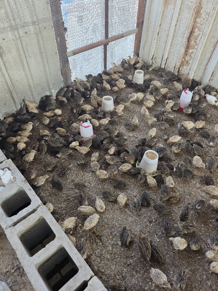 Local Baladi Chicks – Quail – Quail - 6