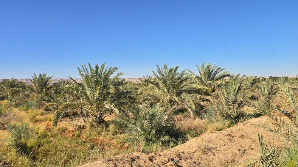 للبيع مزرعه بالزغبن بالشمال - 3