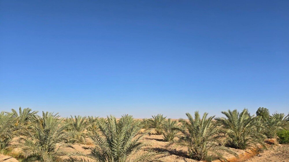 للبيع مزرعه بالزغبن بالشمال - 4