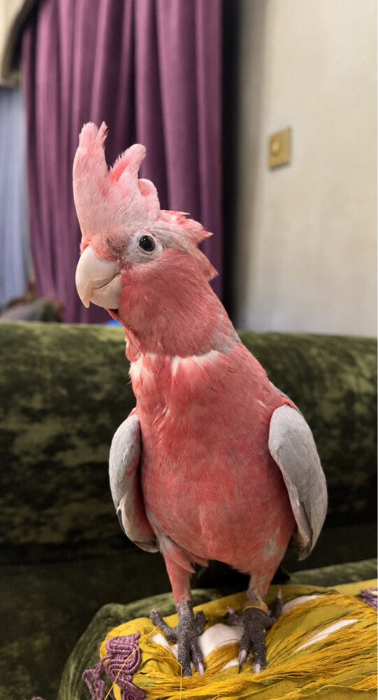 Trained groomed galah cockatoo - 2