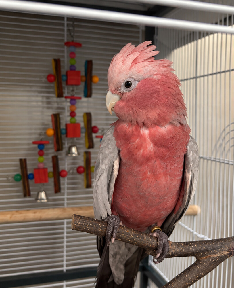 Trained groomed galah cockatoo - 1