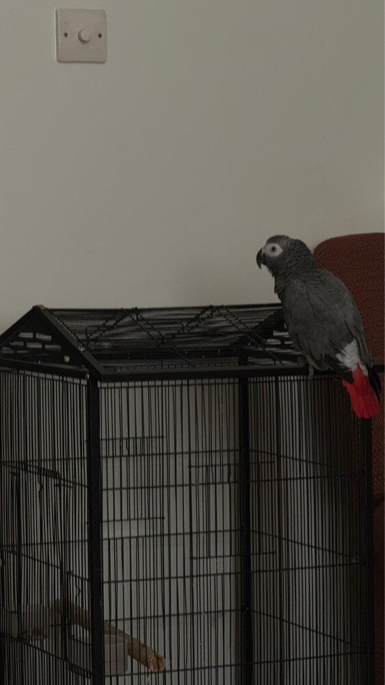 African grey - 1