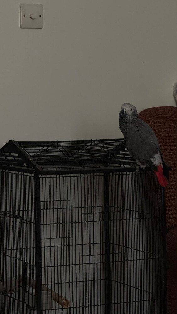 African grey - 2