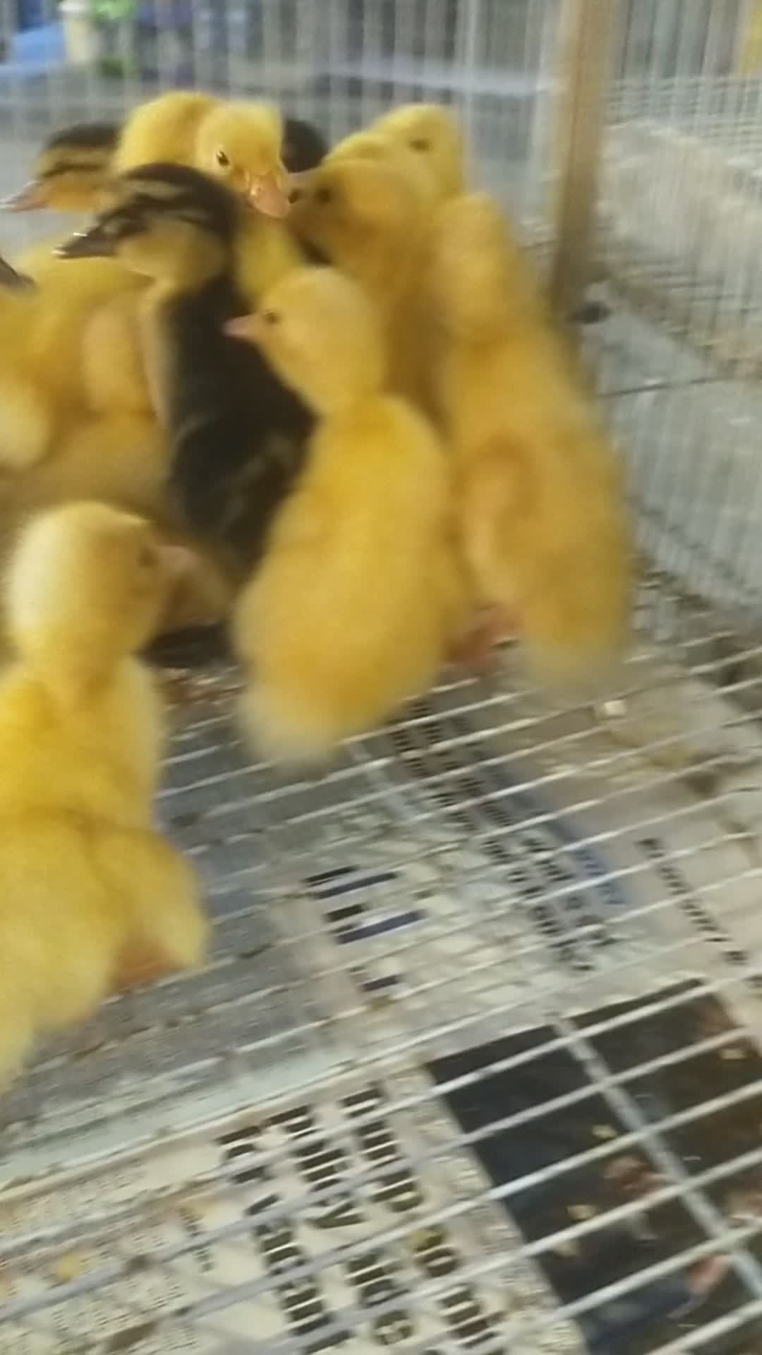 Small duck - 1