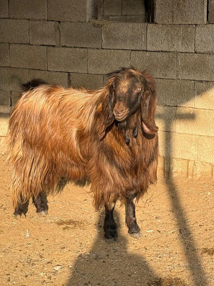 Experienced Sheep and Goat Shepherd - 1