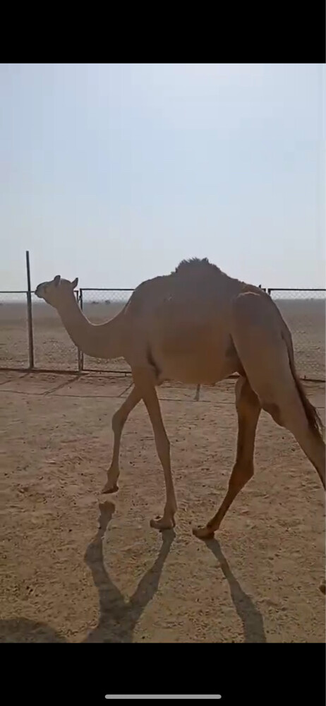 للبيع قعود حق - 2