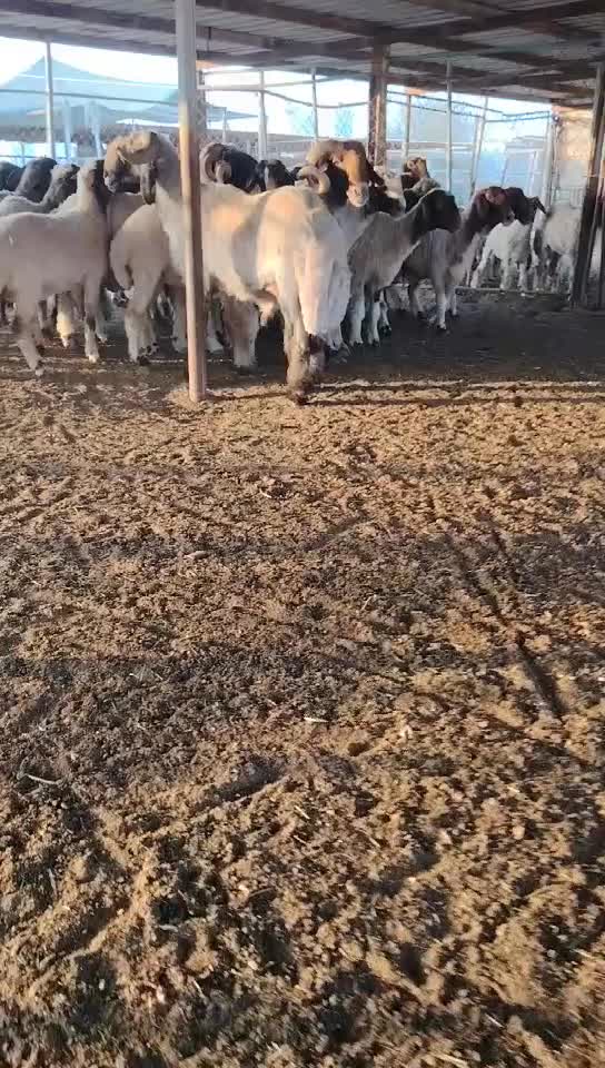للبيع شوهات سوريه - 4