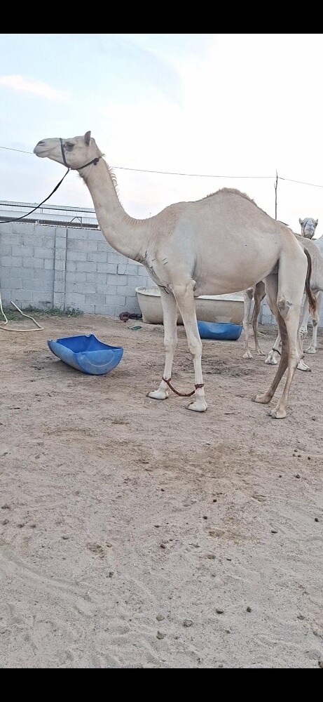 بنت سياف - 1