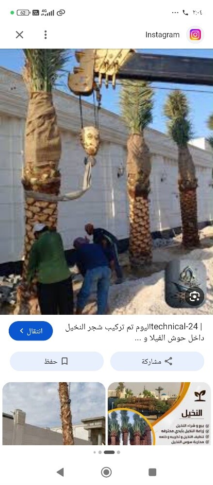 تنظيف النخيل والوشنطنيو - 3