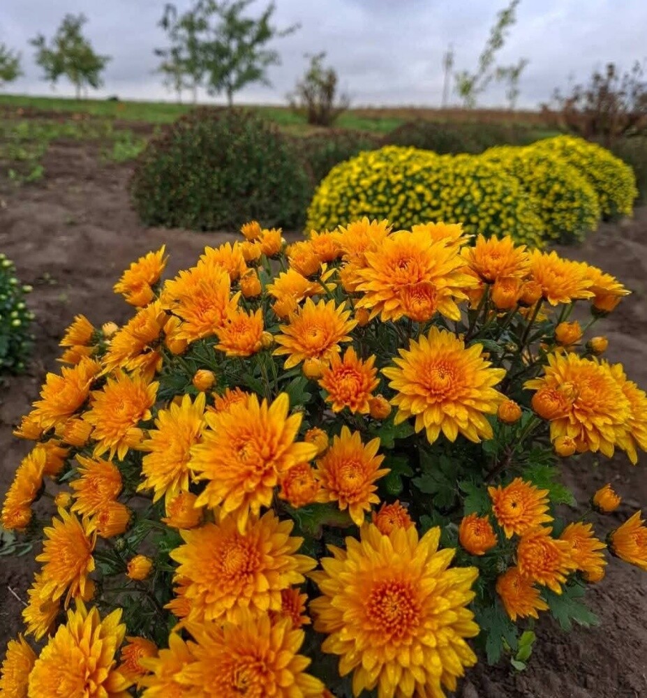 زراعه الورود والاشجار المثمره - 3