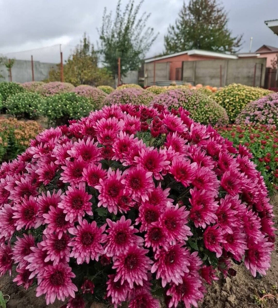 زراعه الورود والاشجار المثمره - 2