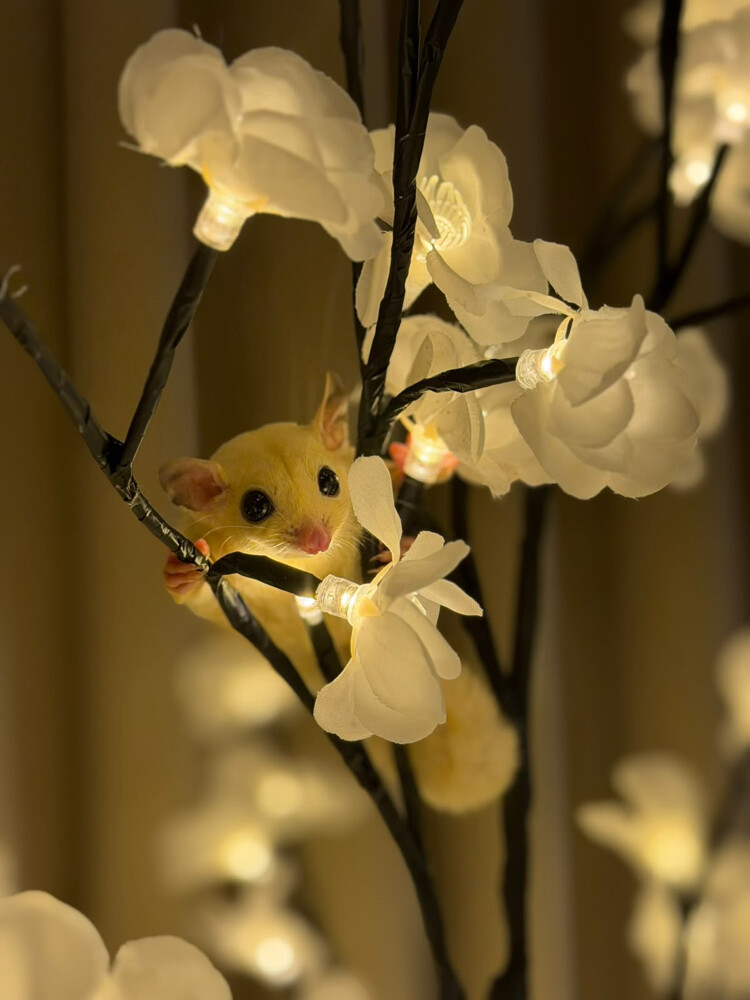 Flying squirrel for sale - 2