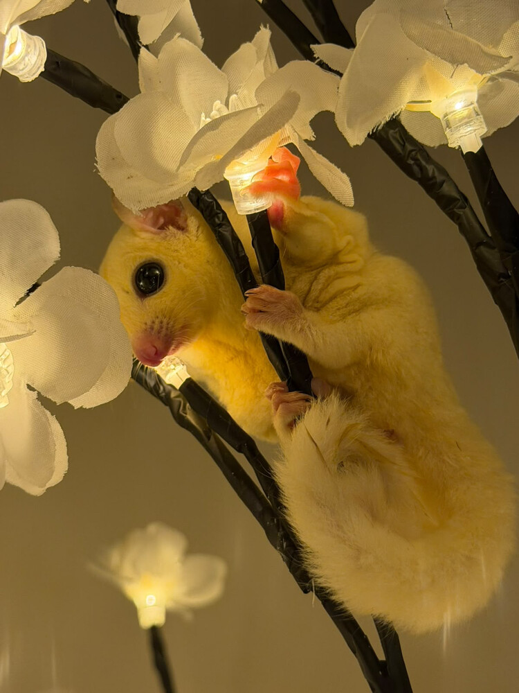 Flying squirrel for sale - 1