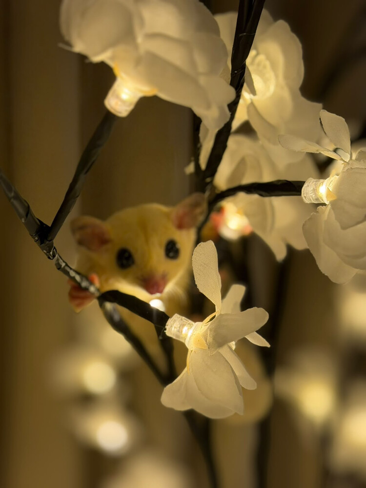 Flying squirrel for sale - 3