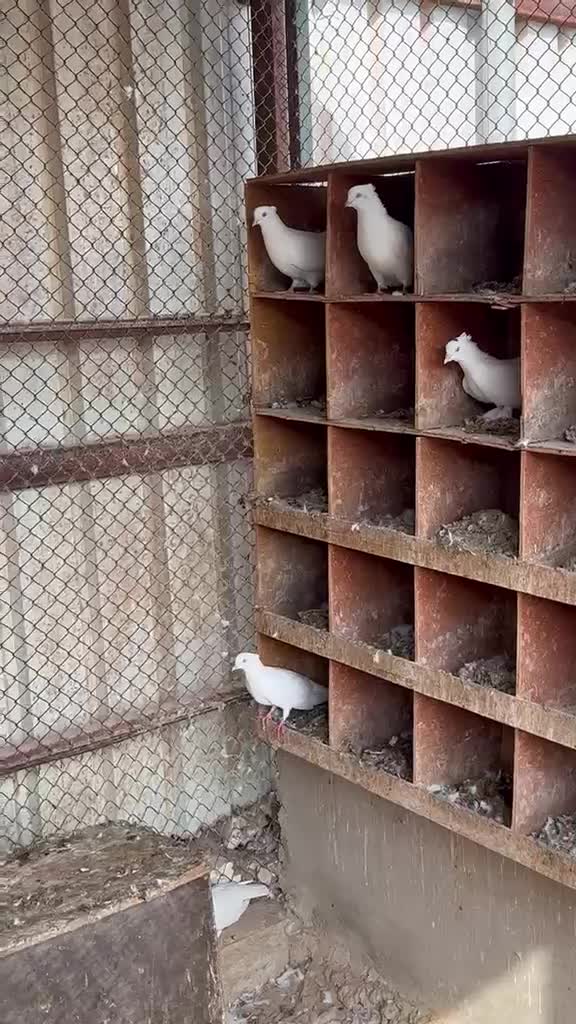 حمام - 1