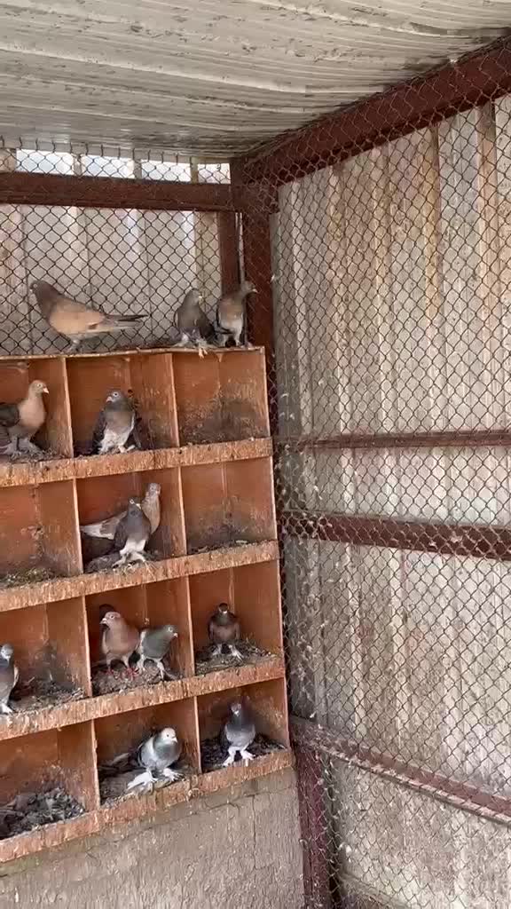 حمام - 1