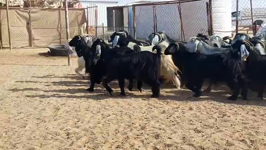 للبيع معزه عوارض دفيع - 1