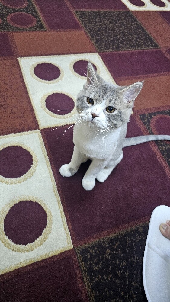 cat for free - 1