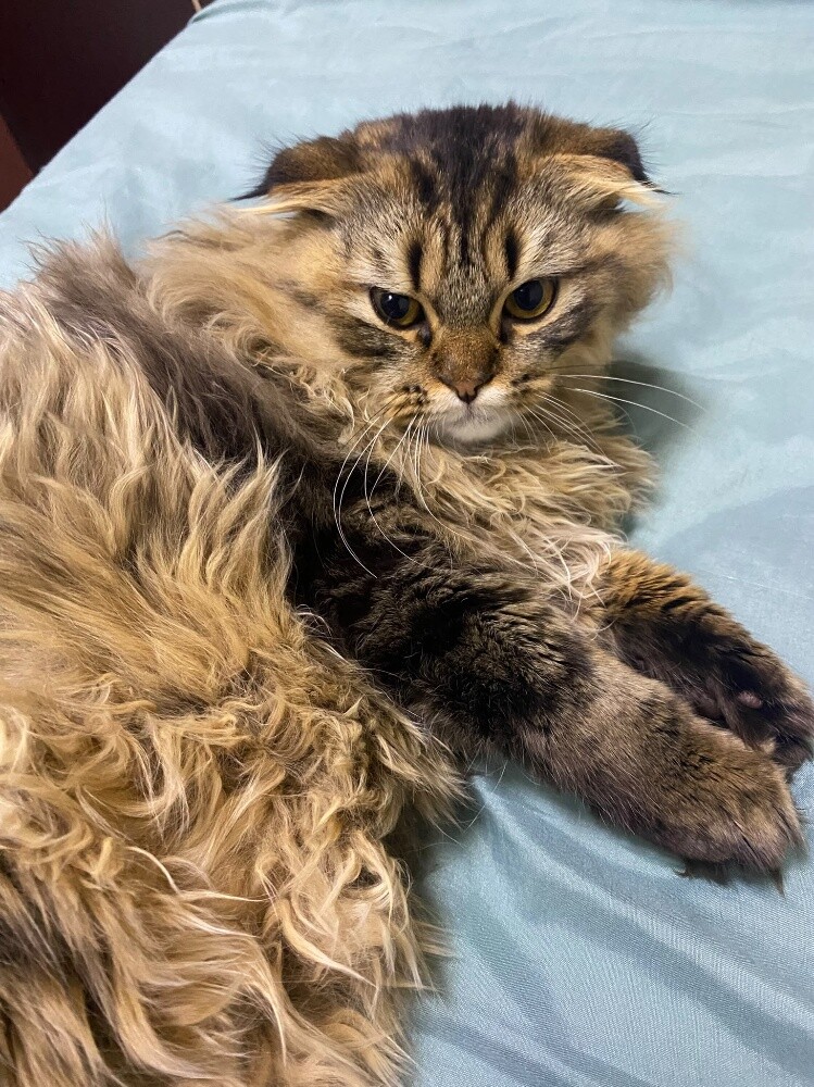cat for free - 2