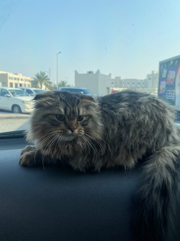cat for free - 3