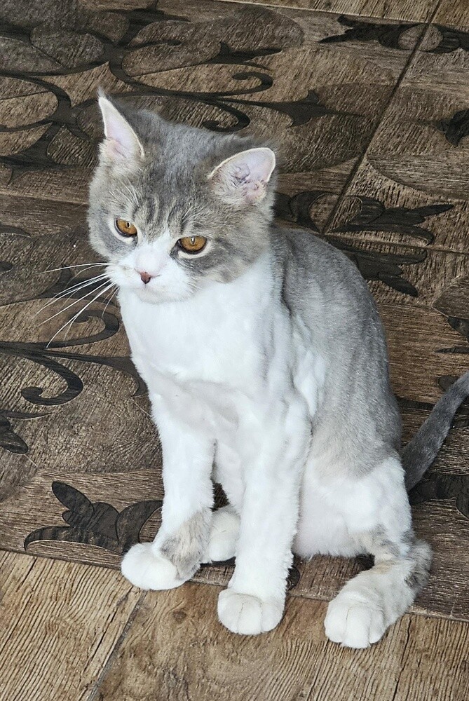 cat for free - 4