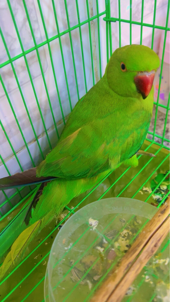 green parrot  - 3