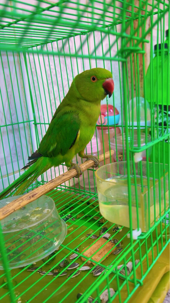 green parrot  - 1