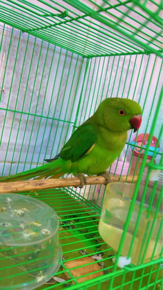 green parrot  - 2